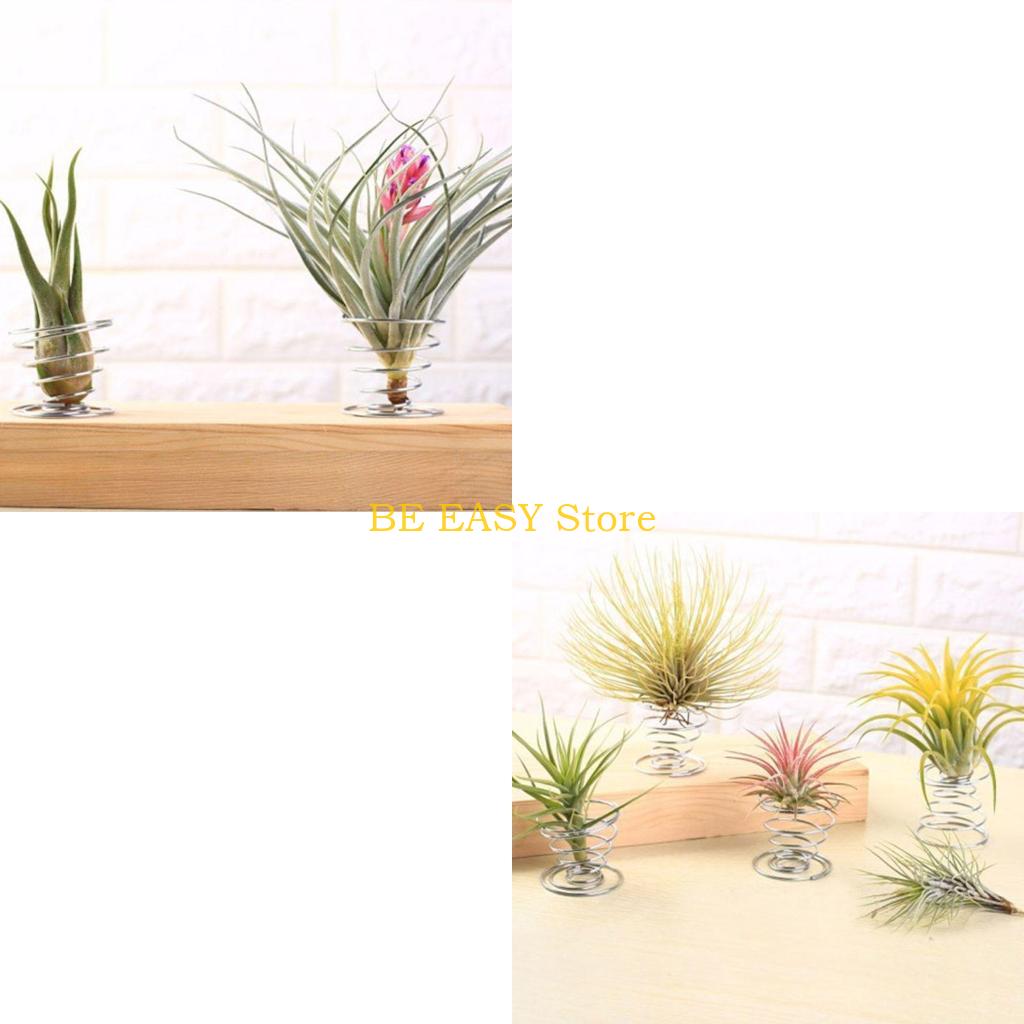 Air Plant Tillandsia - E28F ชุดพืชบ้านเขตร้อนสด 20 ต้นสำหรับตกแต่งบ้าน-พืชอากาศในร่มทนทาน