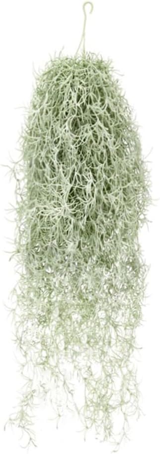 Air Plant Tillandsia - ประดิษฐ์ Flocking Tillandsia Air พืช 31