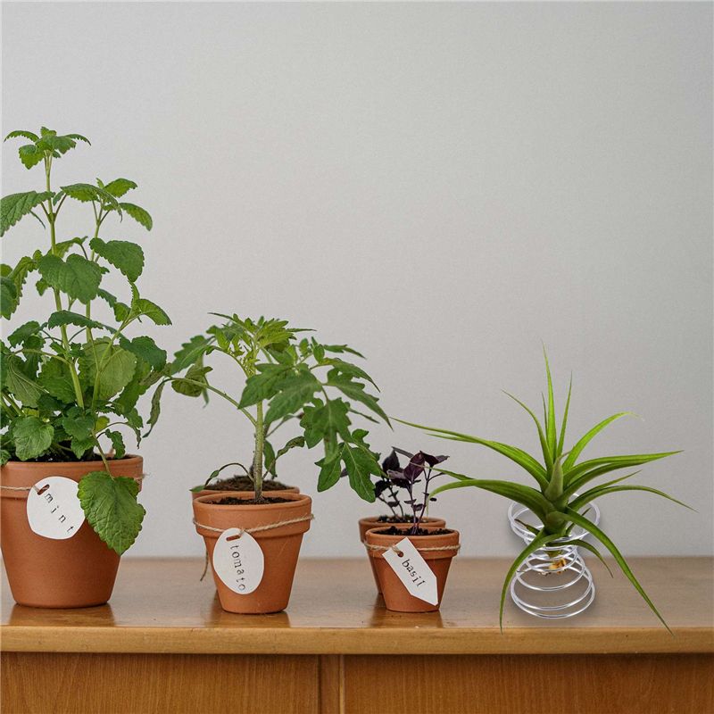 Air Plant Tillandsia - ขายดี-ชุด 6 ชิ้น แท่นวางต้นไม้แอร์เพลนท์ ภาชนะใส่ต้นไม้แอร์เพลนท์ ที่วางต้นไม้ทิลแลนเดีย