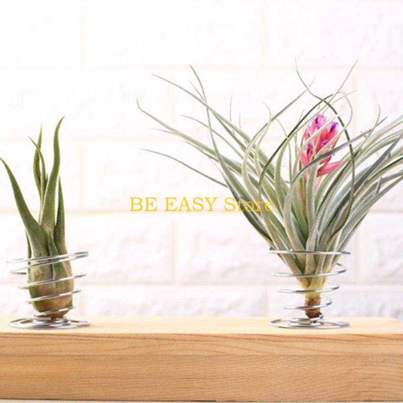 E28F ชุดพืชบ้านเขตร้อนสด 20 ต้ - Air Plant Tillandsia บทวิจารณ์และราคา