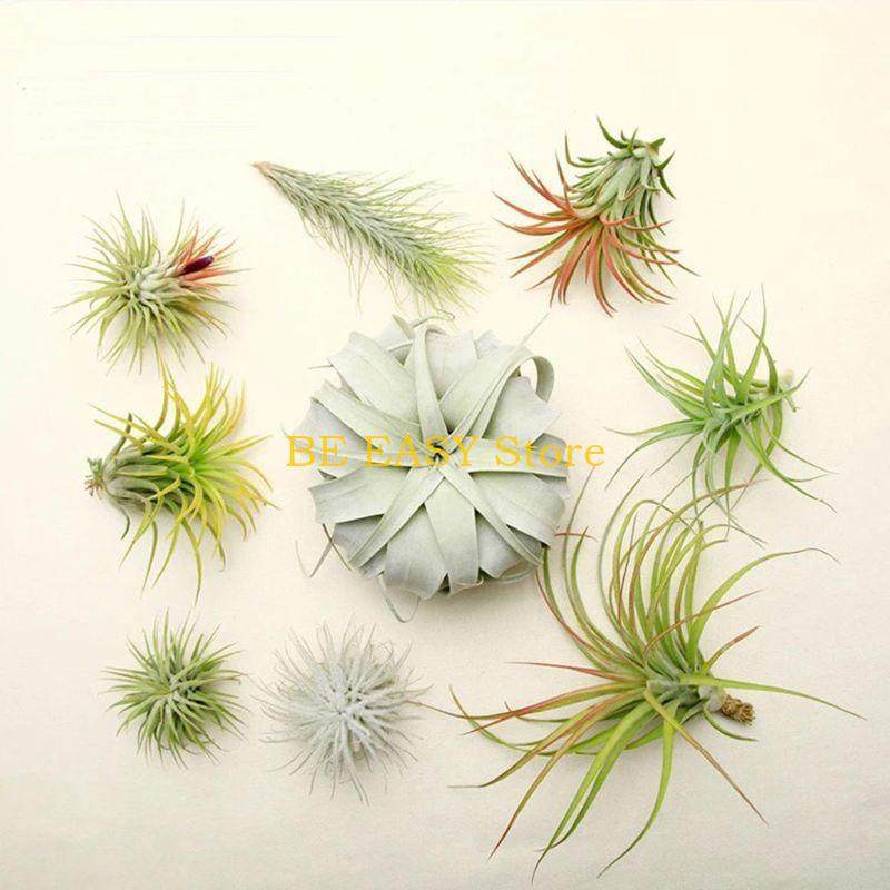 E28F ชุดพืชบ้านเขตร้อนสด 20 ต้ - Air Plant Tillandsia บทวิจารณ์และราคา