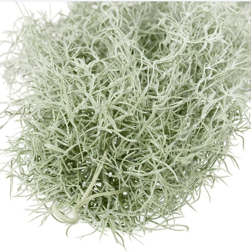 ประดิษฐ์ Flocking Tillandsia A - Air Plant Tillandsia บทวิจารณ์และราคา