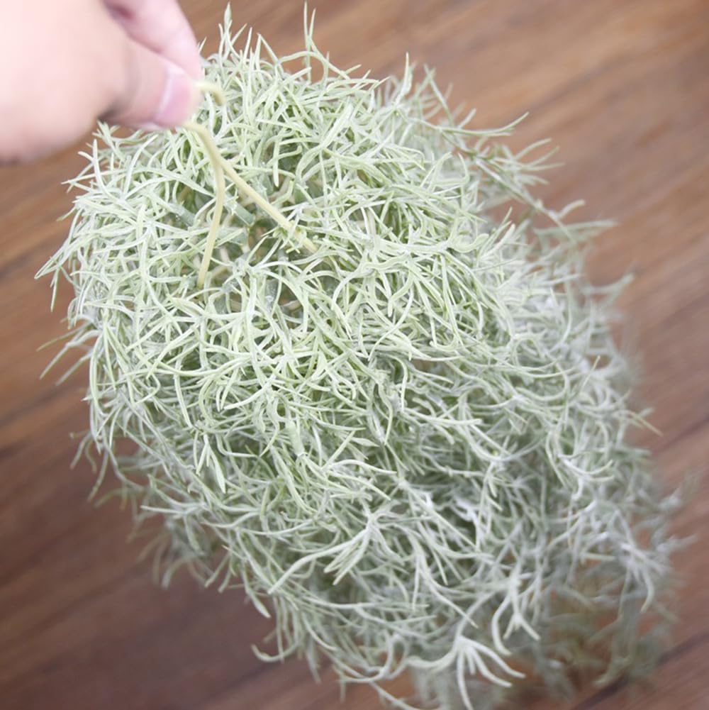 ประดิษฐ์ Flocking Tillandsia A - Air Plant Tillandsia บทวิจารณ์และราคา