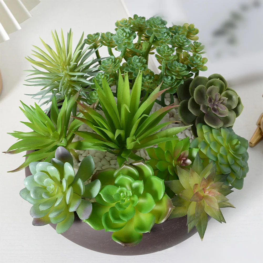 ดูแลง่ายสำหรับการจัดวางต้นบอนไ - Succulent Arrangement Mini บทวิจารณ์และราคา