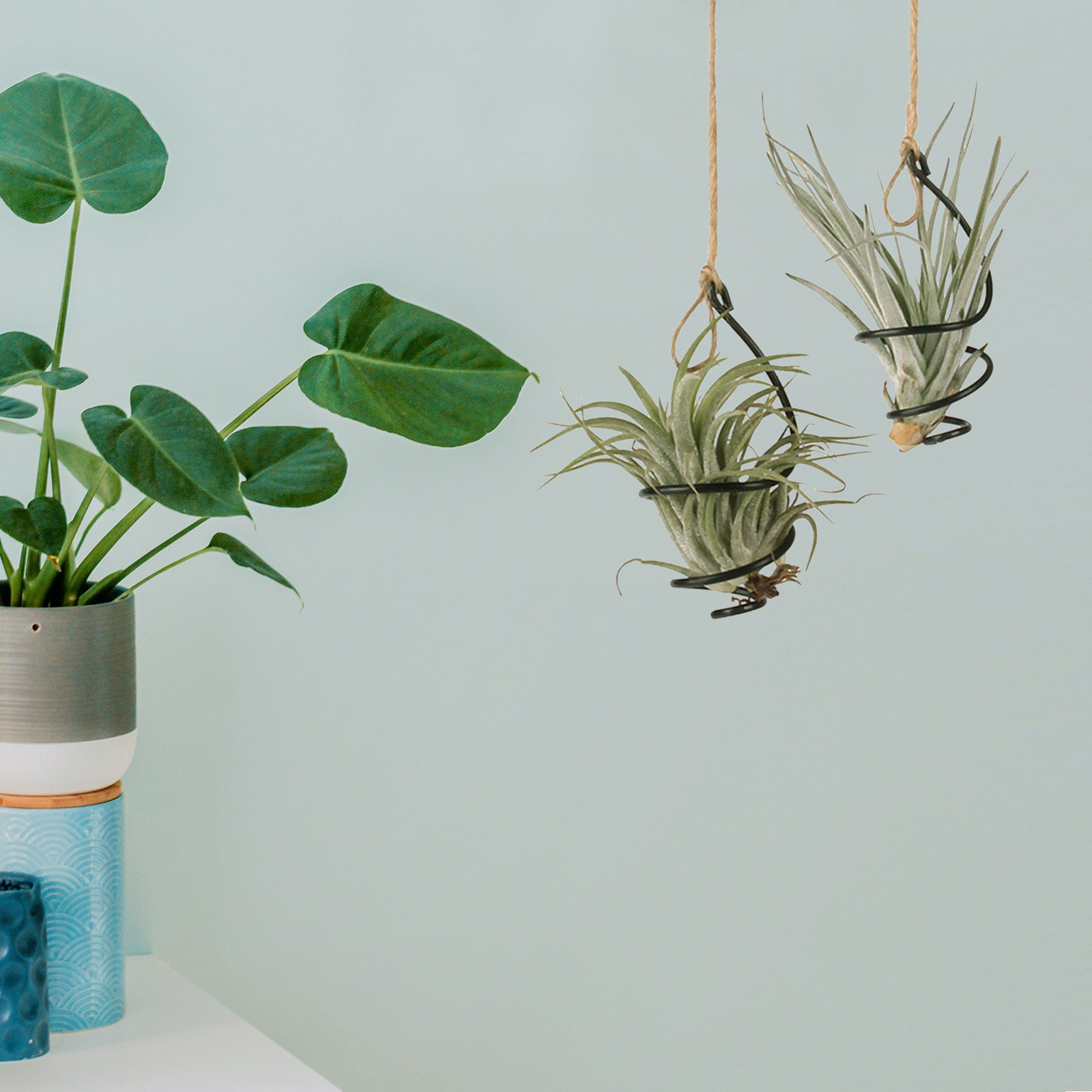 ที่แขวนต้นไม้แบบเกลียวโลหะสำหร - Air Plant Tillandsia บทวิจารณ์และราคา