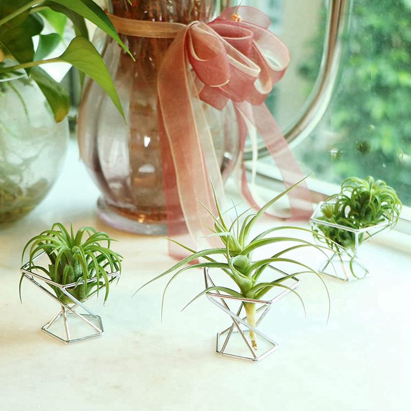 ชุด 5 ชิ้น ที่วางต้นไม้อากาศ ท - Air Plant Tillandsia บทวิจารณ์และราคา