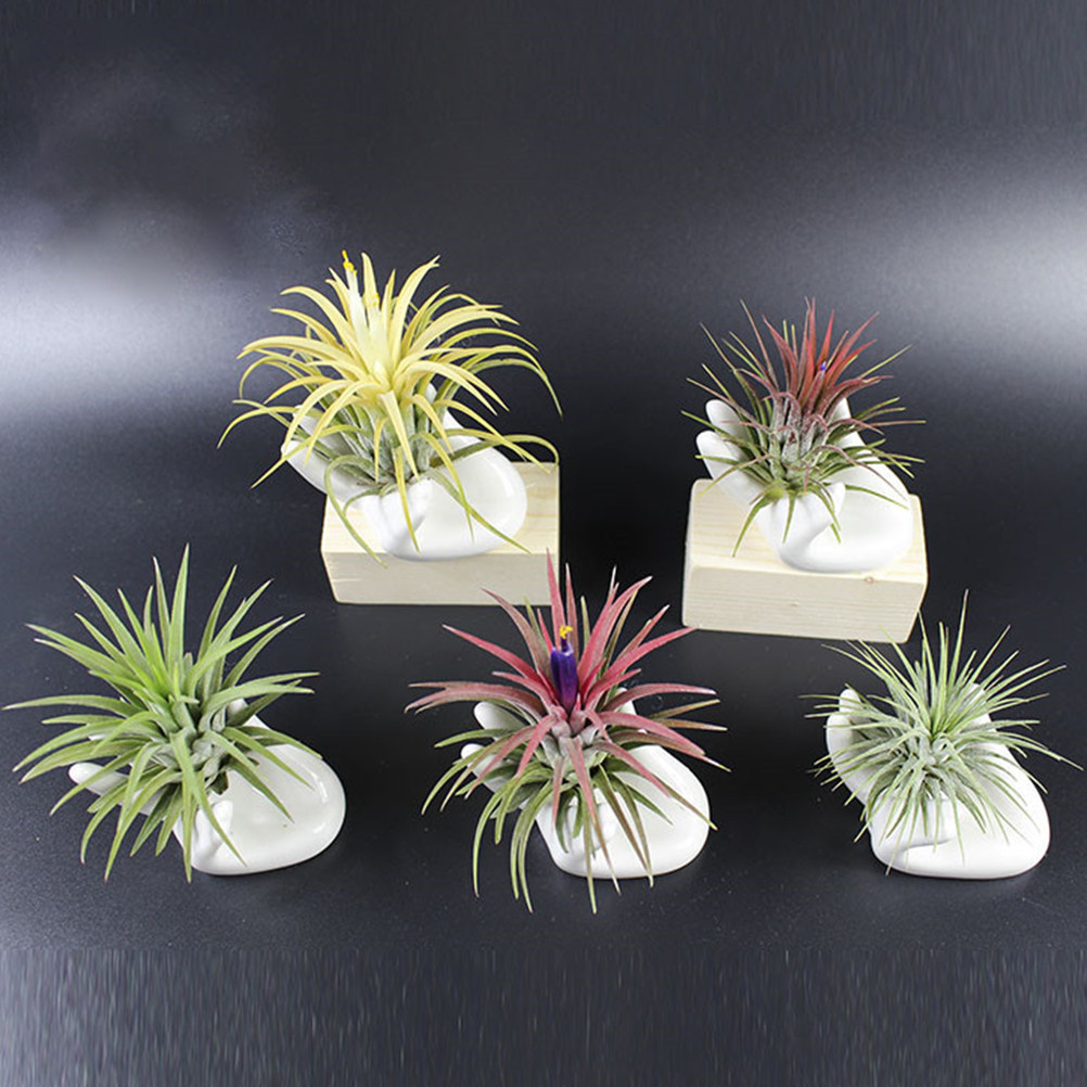 ฐานเซรามิกสำหรับวางต้นไม้ในอาก - Air Plant Tillandsia บทวิจารณ์และราคา