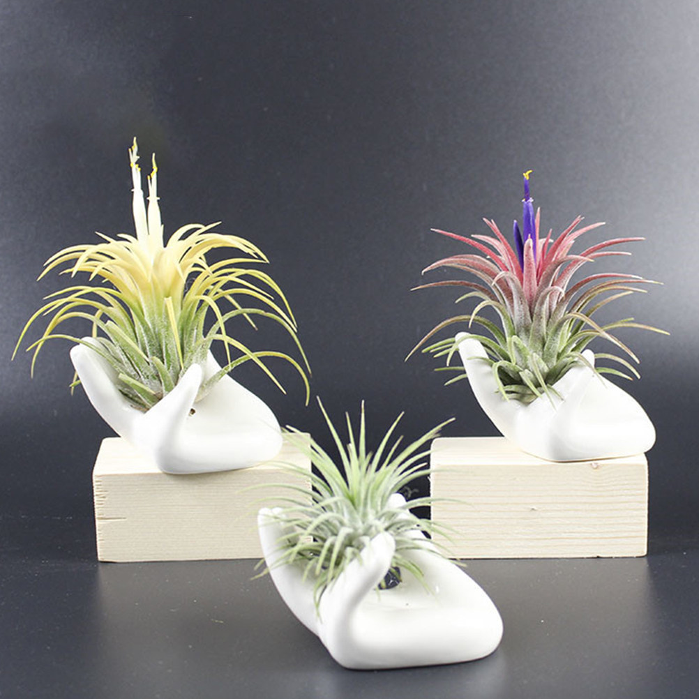 ฐานเซรามิกสำหรับวางต้นไม้ในอาก - Air Plant Tillandsia บทวิจารณ์และราคา