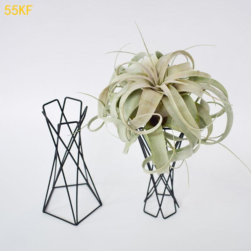 55kF Nordic Air Plant Holder M - Air Plant Tillandsia บทวิจารณ์และราคา