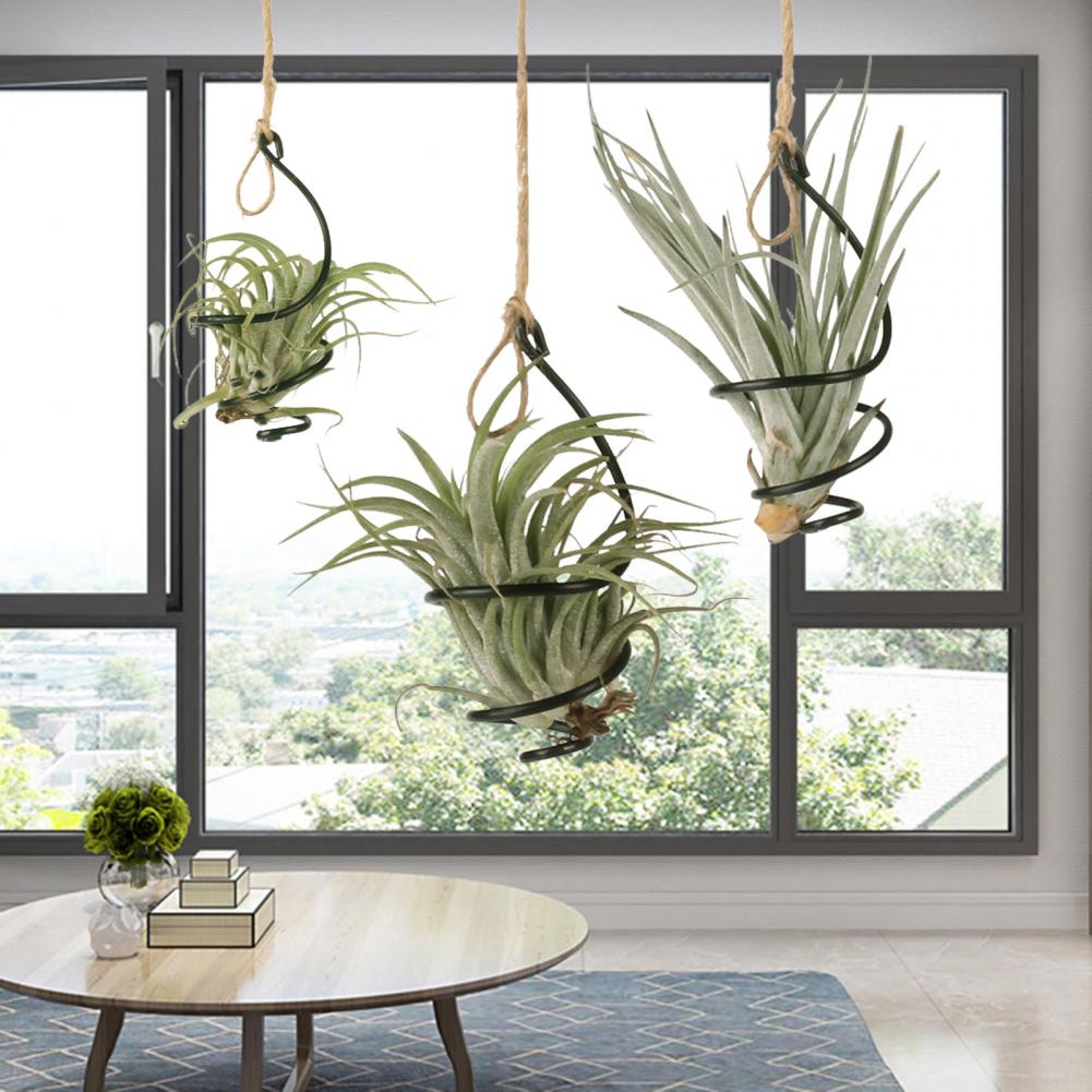 ขาตั้งต้นไม้โลหะ 6 ชิ้น ที่วาง - Air Plant Tillandsia บทวิจารณ์และราคา