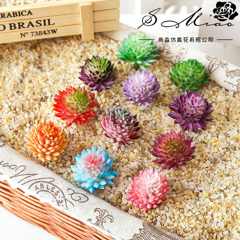 Wusmart Ji WA Lian ไม้อวบน้ำปร - Succulent Arrangement Mini บทวิจารณ์และราคา