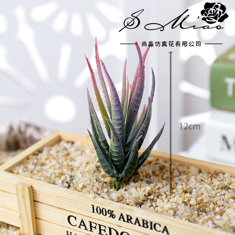 วูสมาร์ท บันหม่า ลู่ฮุย ต้นไม้ - Succulent Arrangement Mini บทวิจารณ์และราคา
