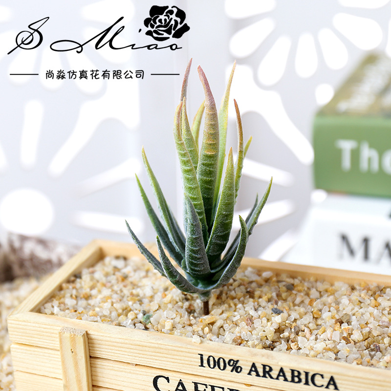 วูสมาร์ท บันหม่า ลู่ฮุย ต้นไม้ - Succulent Arrangement Mini บทวิจารณ์และราคา